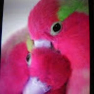 Meet your Posher, L misty